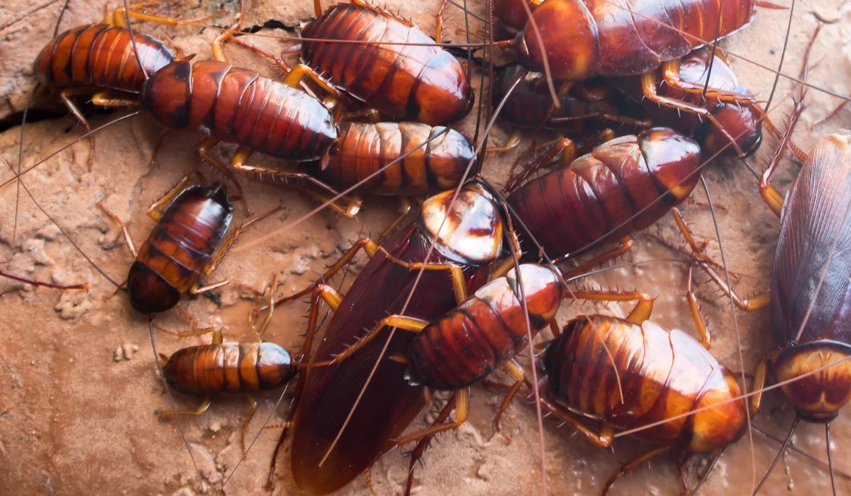 american cockroach