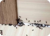 A group of aunts trying to enter the house