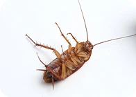 Cockroach Control by RTC