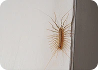 General. pest on the wall