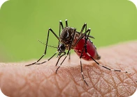 A mosquito is biting on the hand