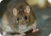 A rodent is sitting on the floor