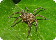 A spider is sitting on a leaf