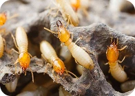 A group of termite