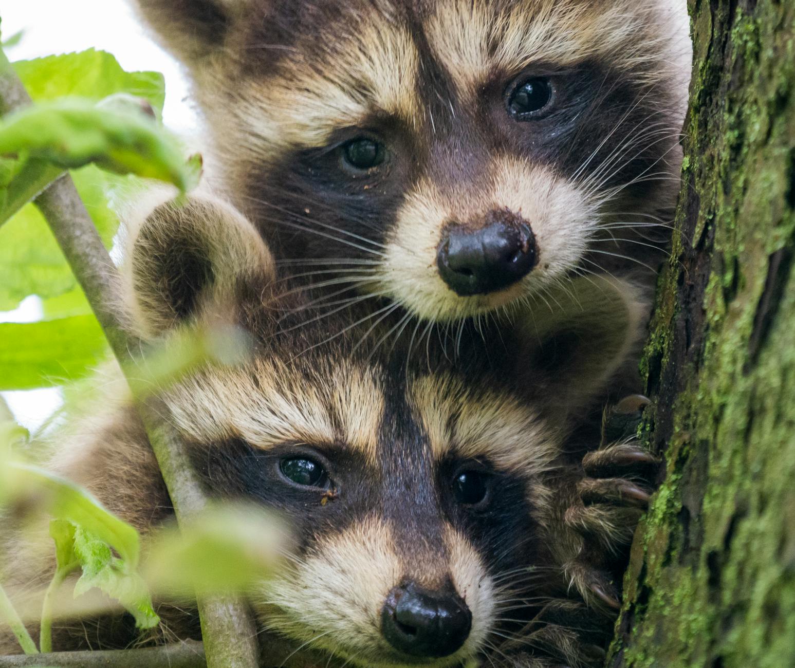 when do raccoons have babies