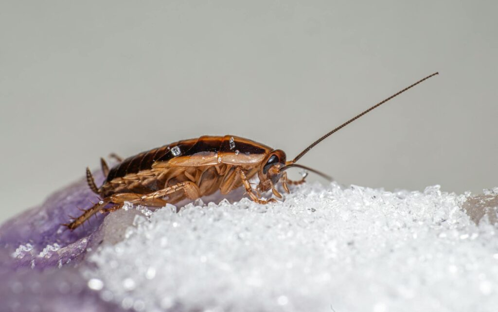 why do cockroaches come out after rain