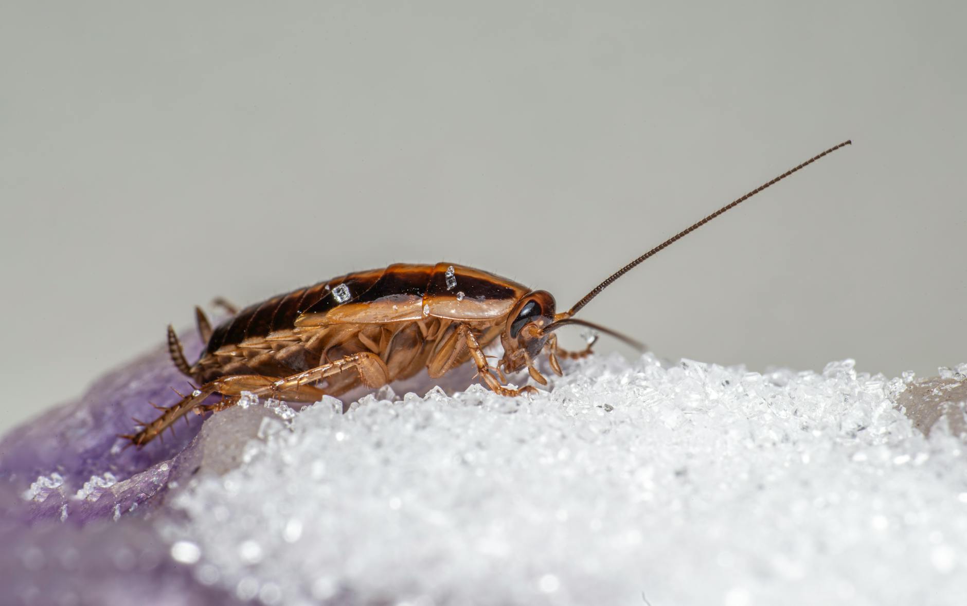 why do cockroaches come out after rain