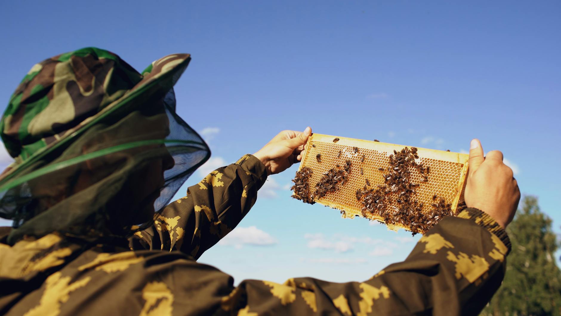 are bees protected in california