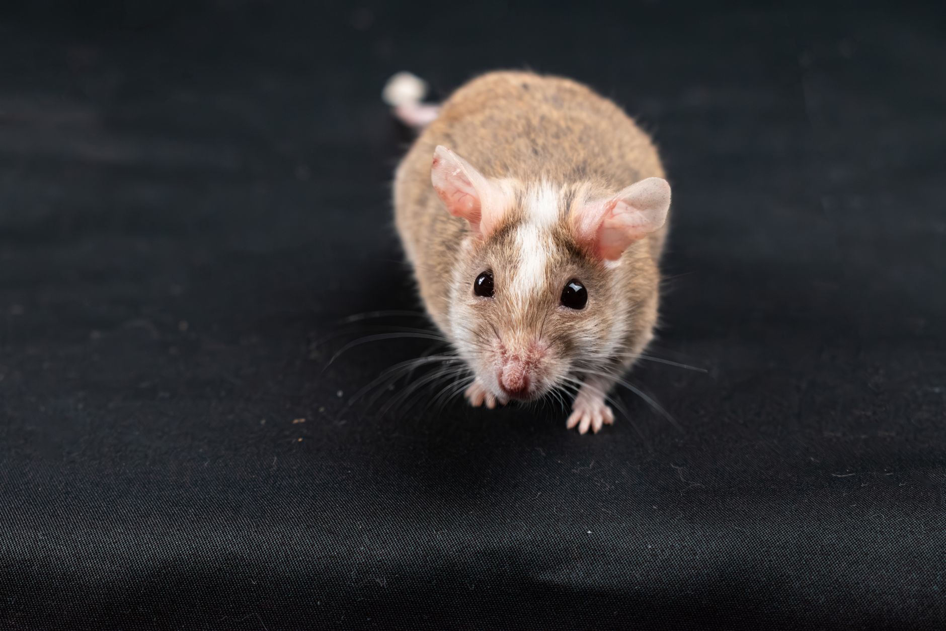 how fast do mice reproduce