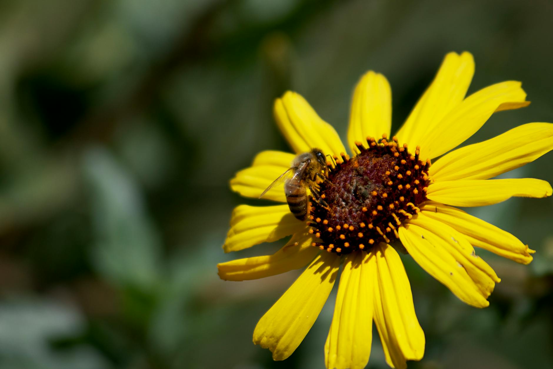 When Is Bee Season in California