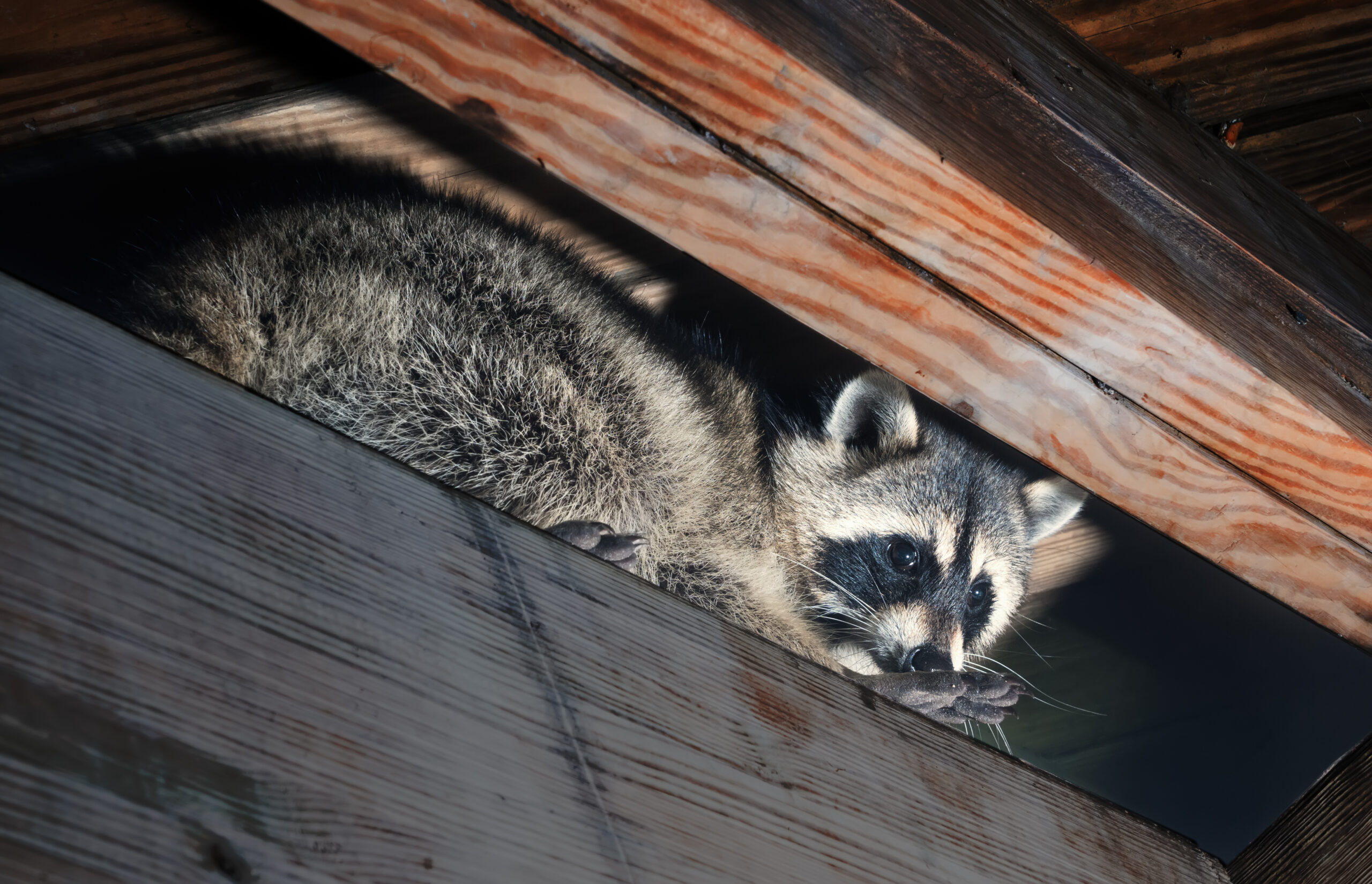 raccoons in attic what to do