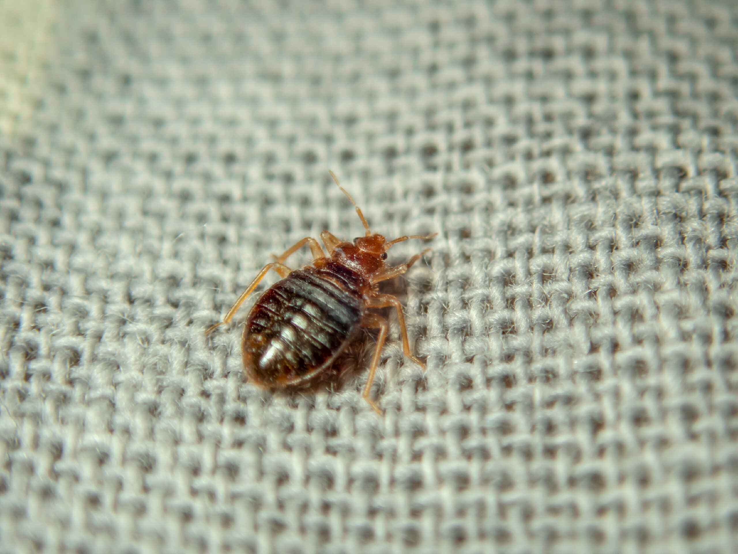 how long do bed bugs live