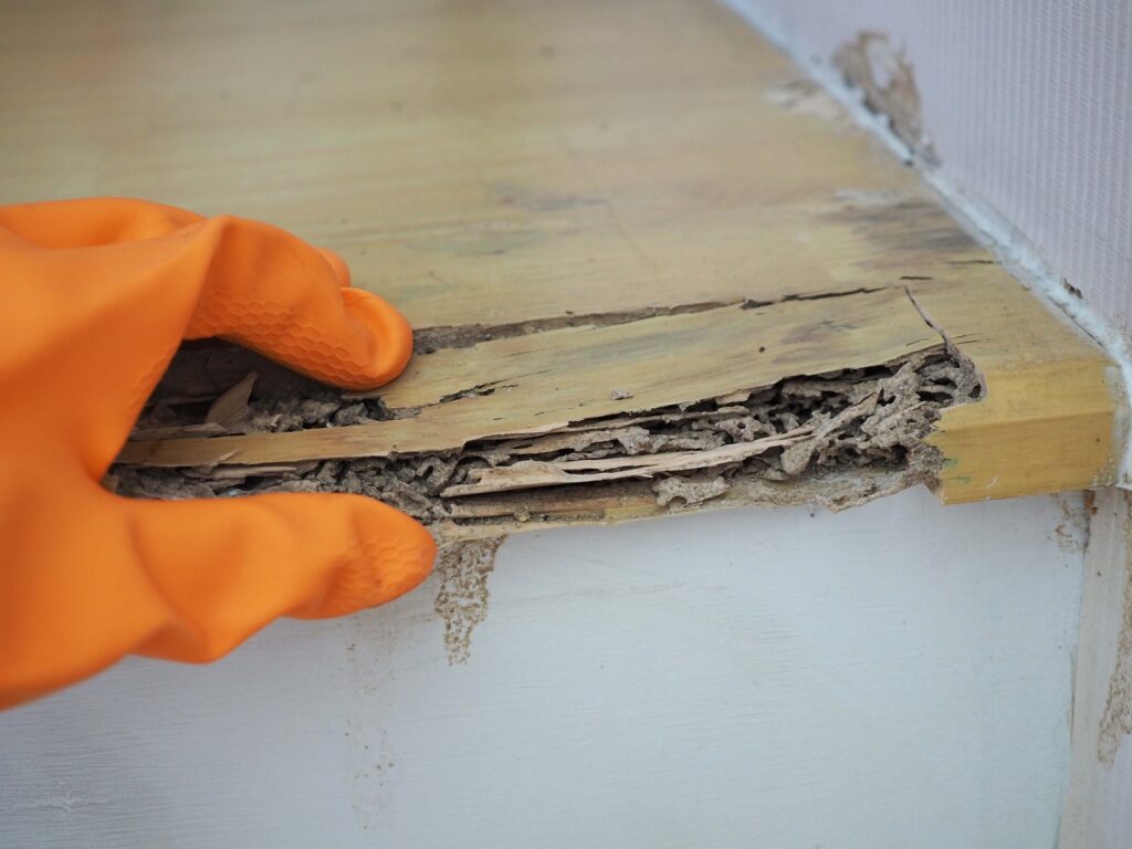 termite damage vs water damage