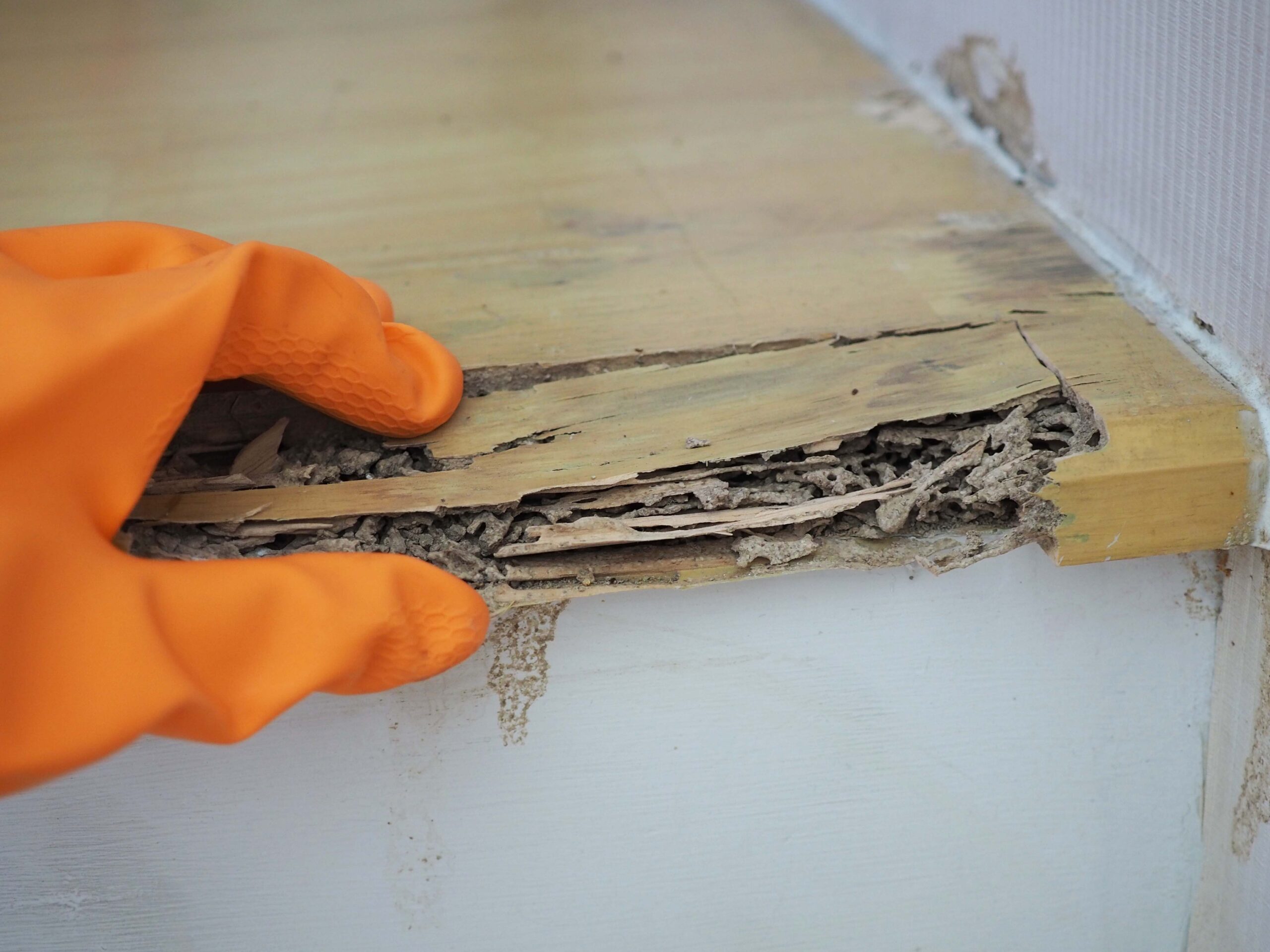 termite damage vs water damage