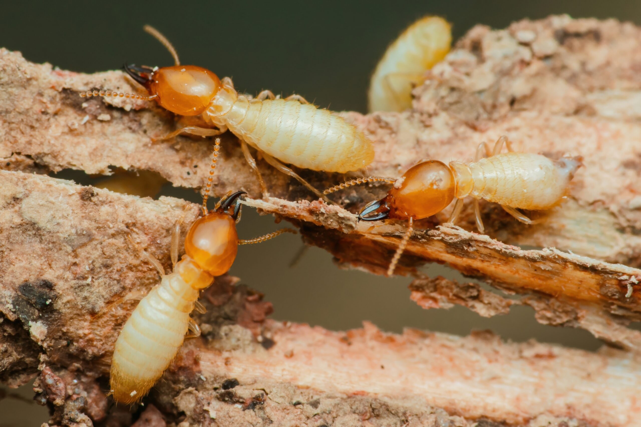 are termites seasonal