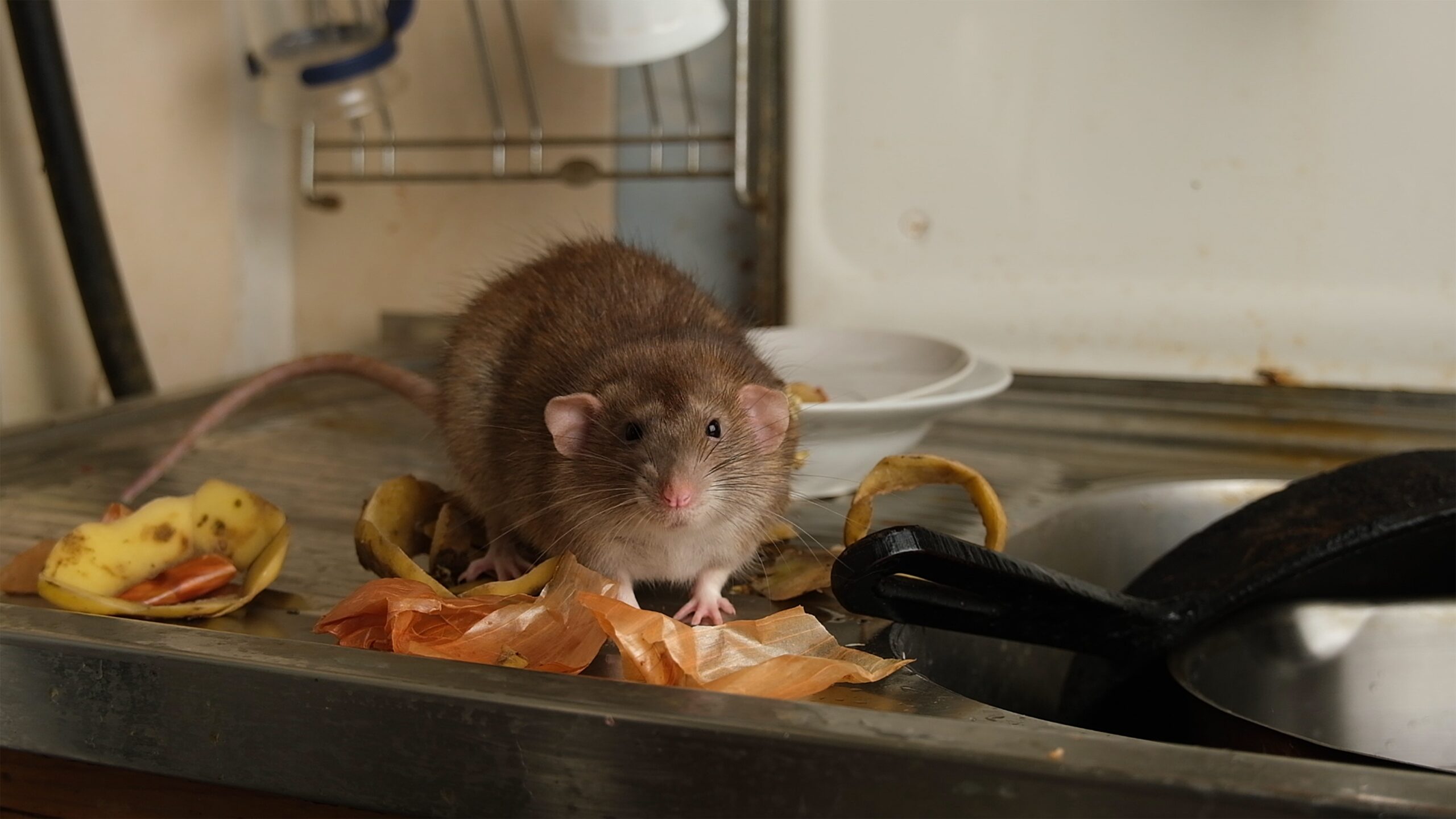 mice vs rats differences