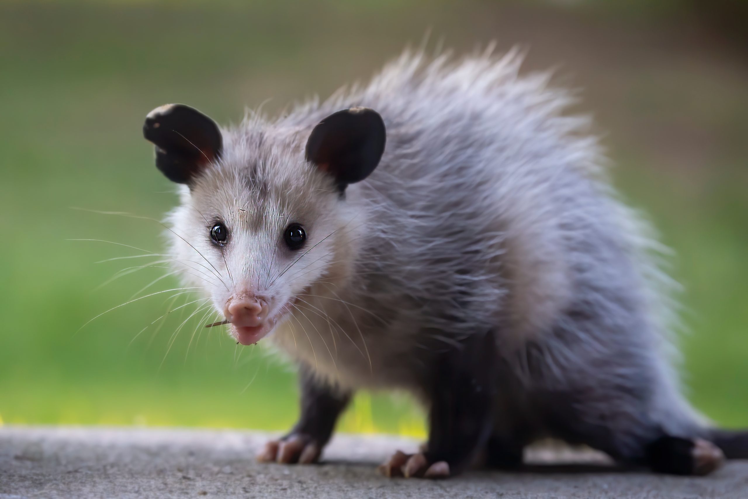 virginia opossum in California