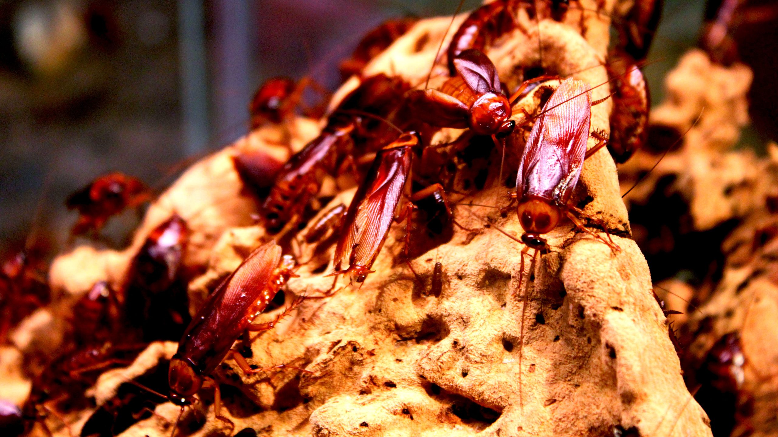cockroaches california