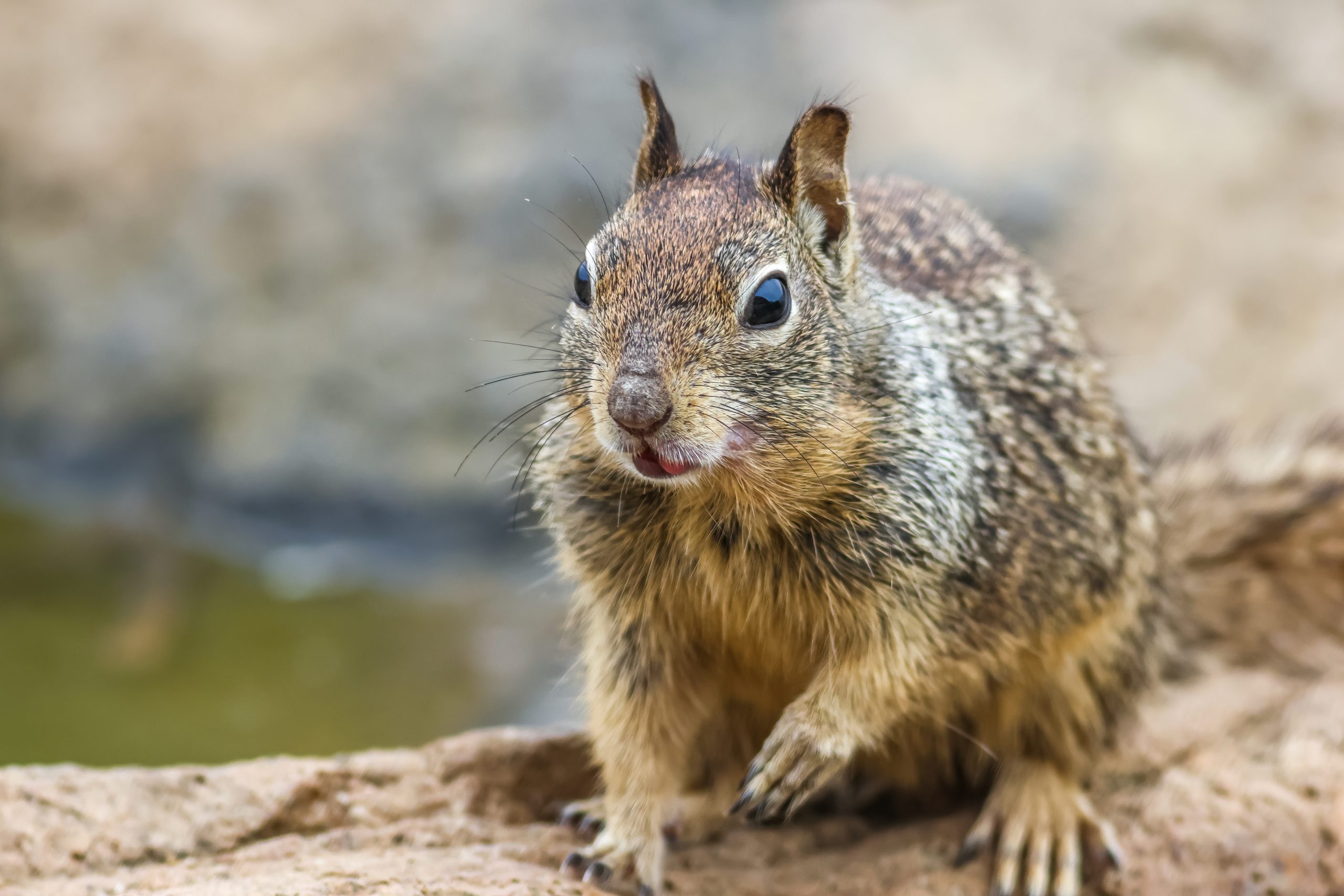 ground squirrel in california