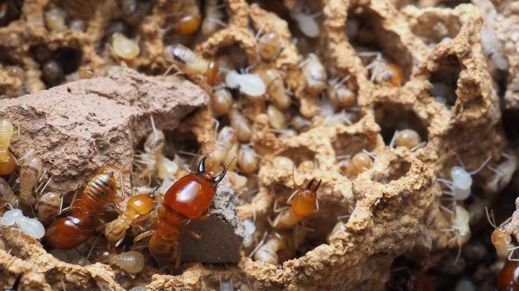 Termites in California