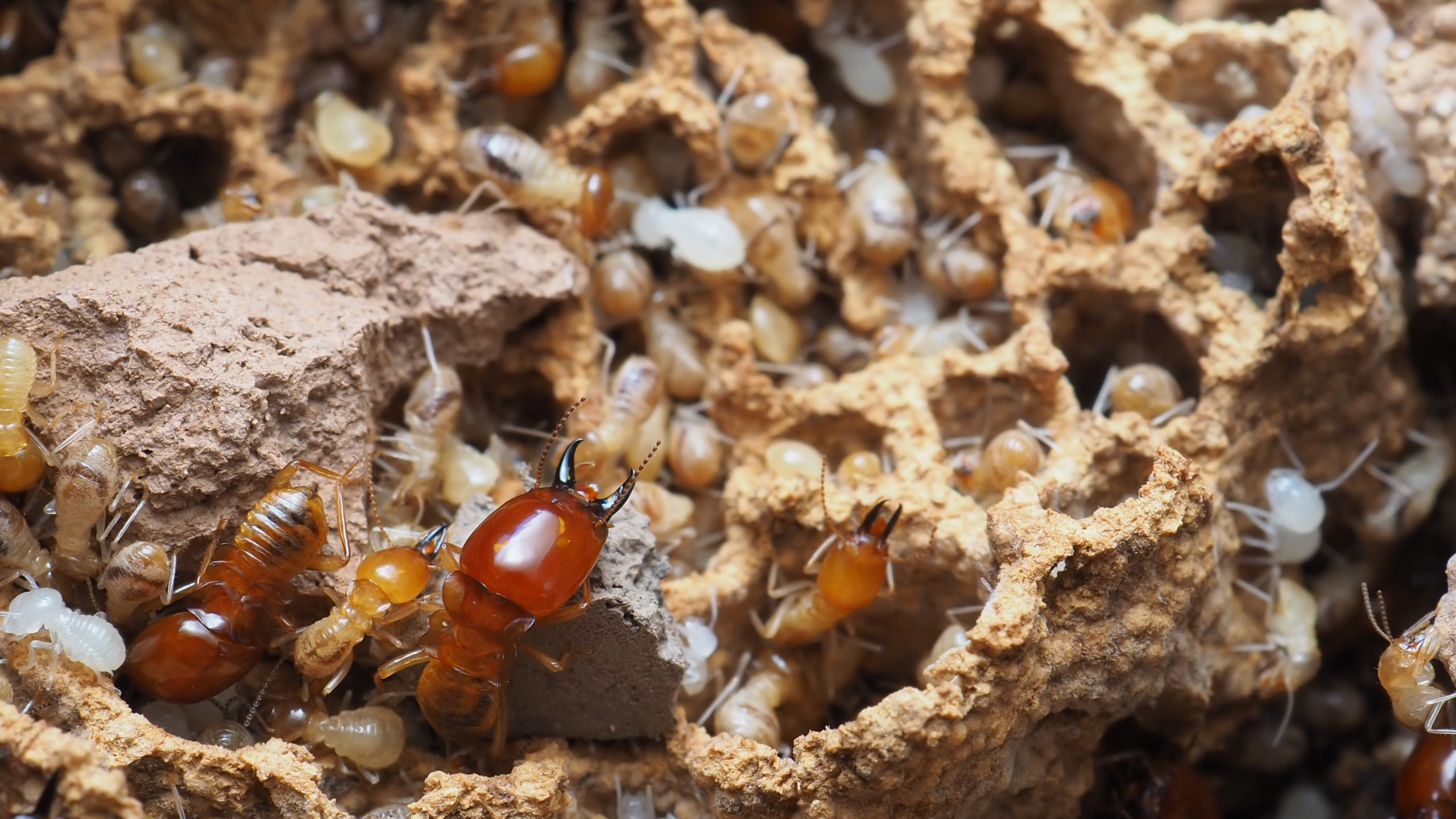 Termites in California