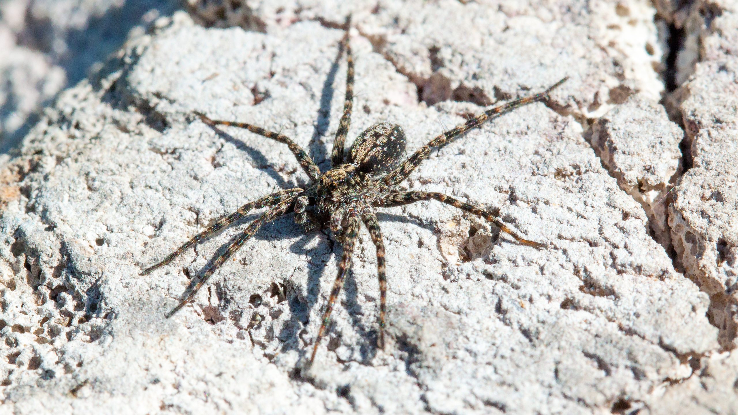 wolf spiders in florida