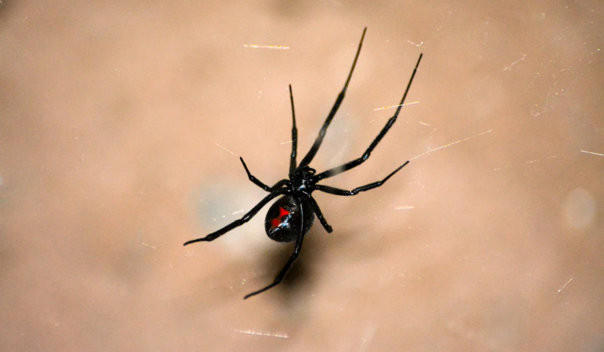 Black Widow