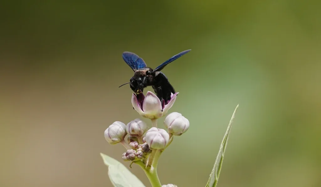 California carpenter bee