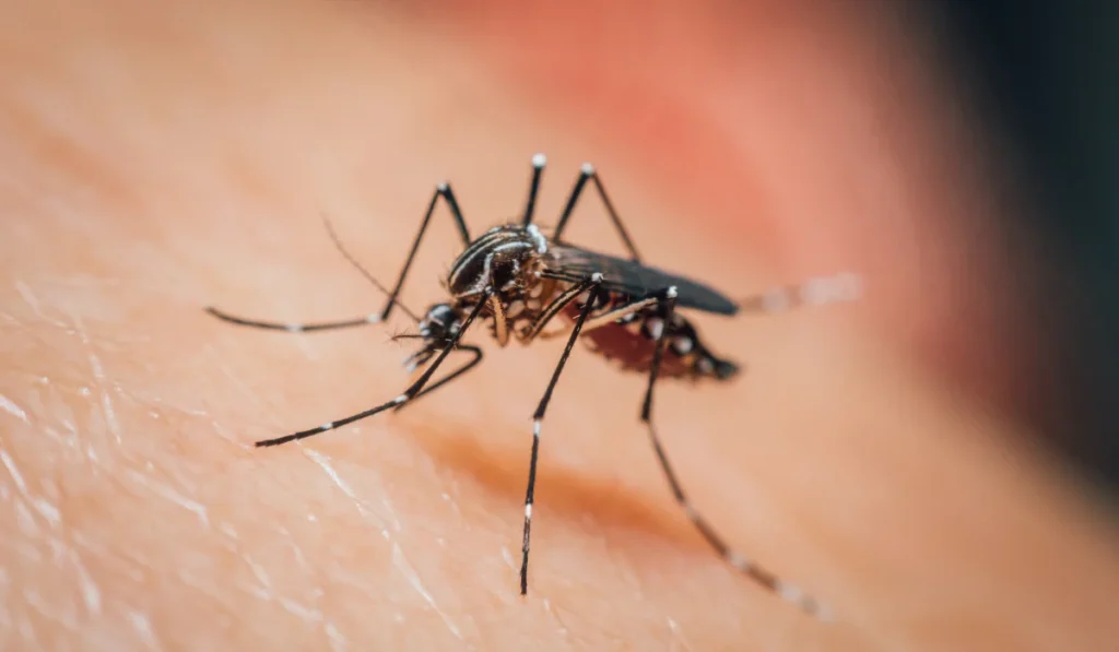 Macro of mosquito (Aedes aegypti) sucking blood