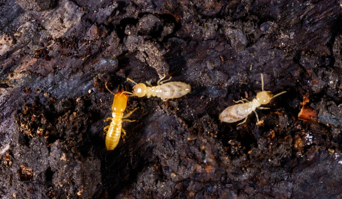 Subterranean termites Reticulitermes lucifugus, termites living under rotten wood old tree stump