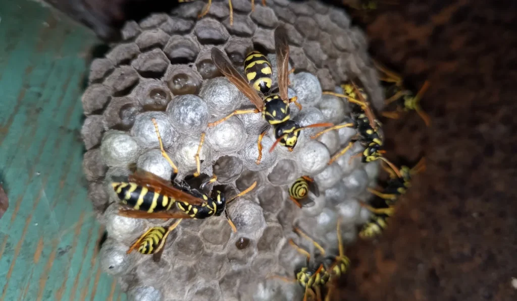 Wasp species polished on nest. Wasp nest