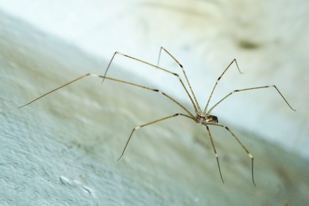 A Field Guide to the Types of Spiders in California Homes