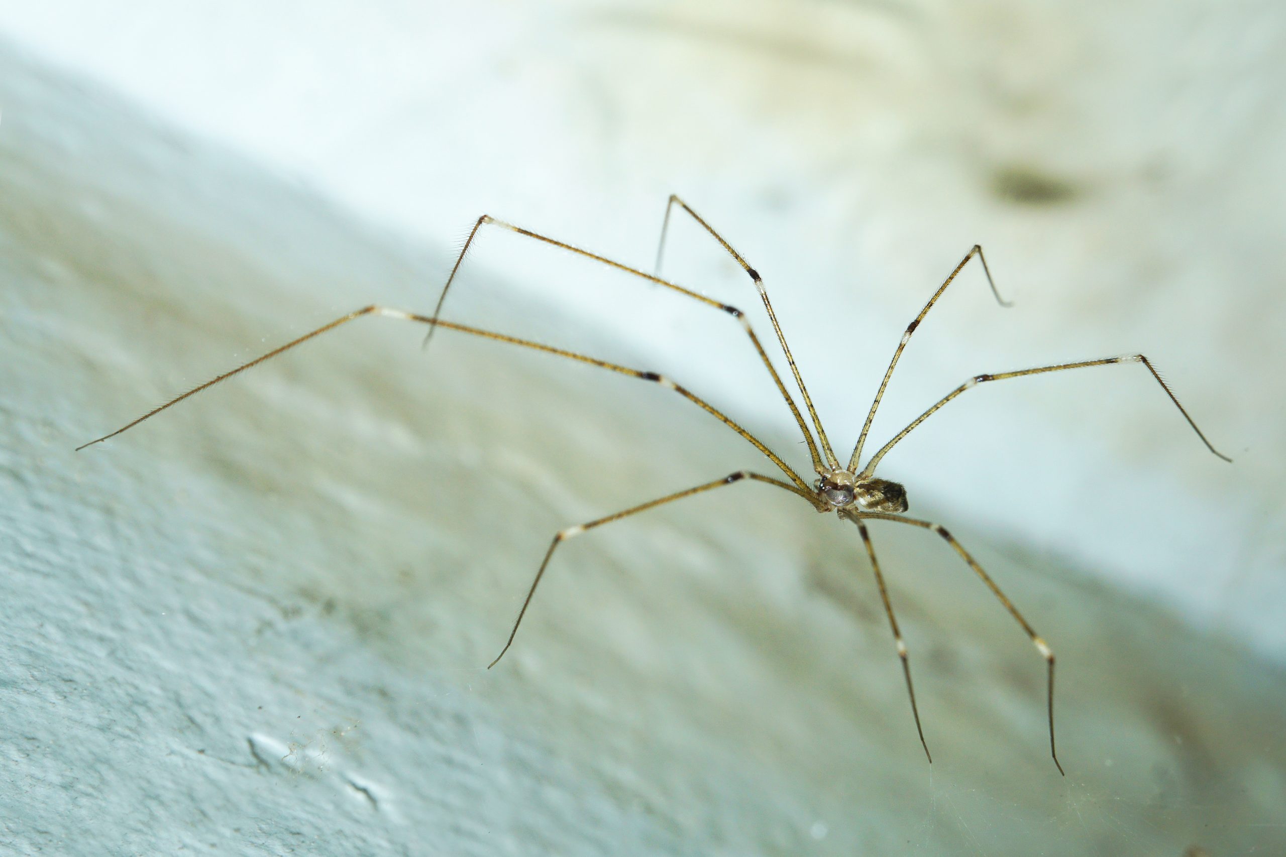 A Field Guide to the Types of Spiders in California Homes