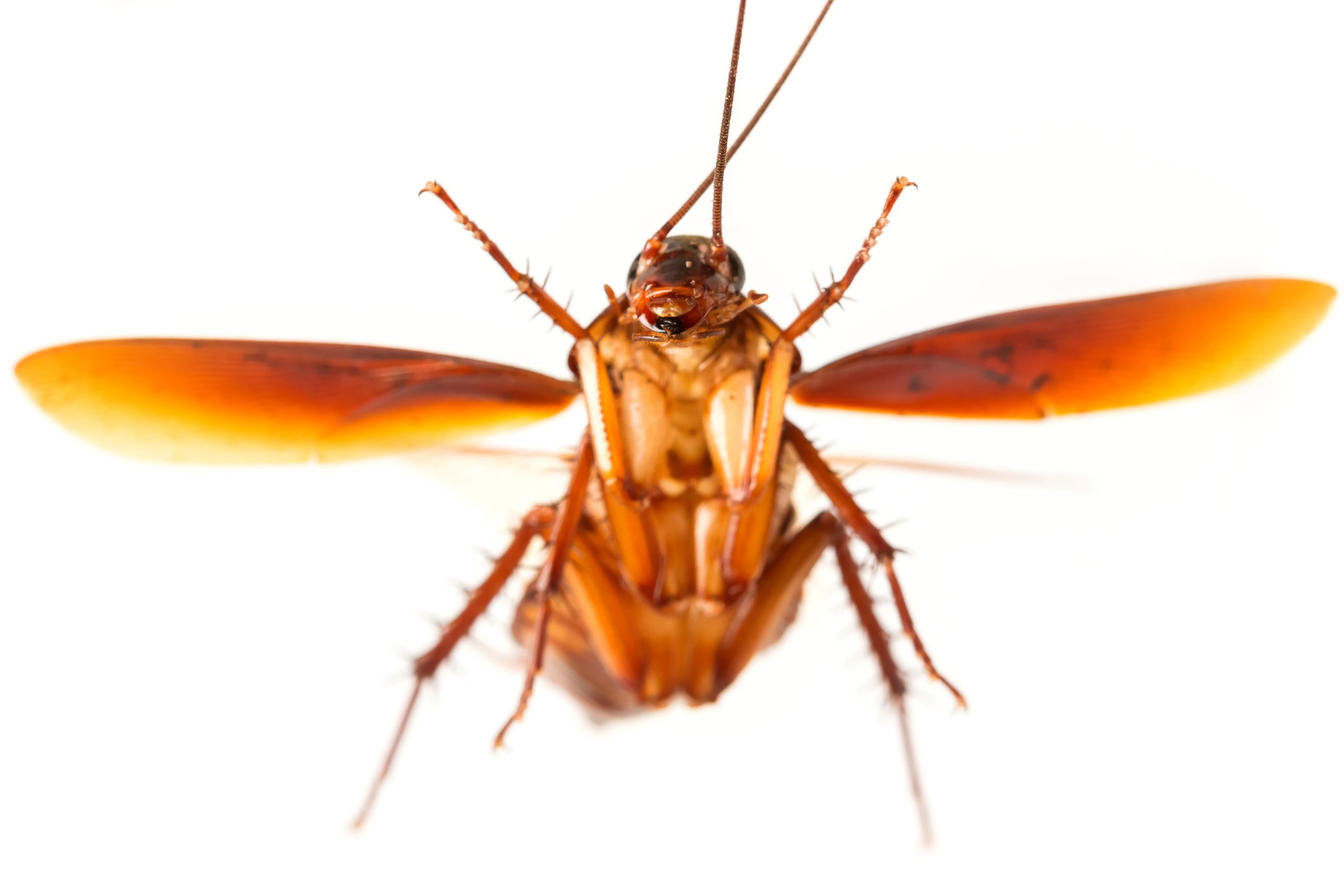 Flying Cockroaches in California on Hot Nights
