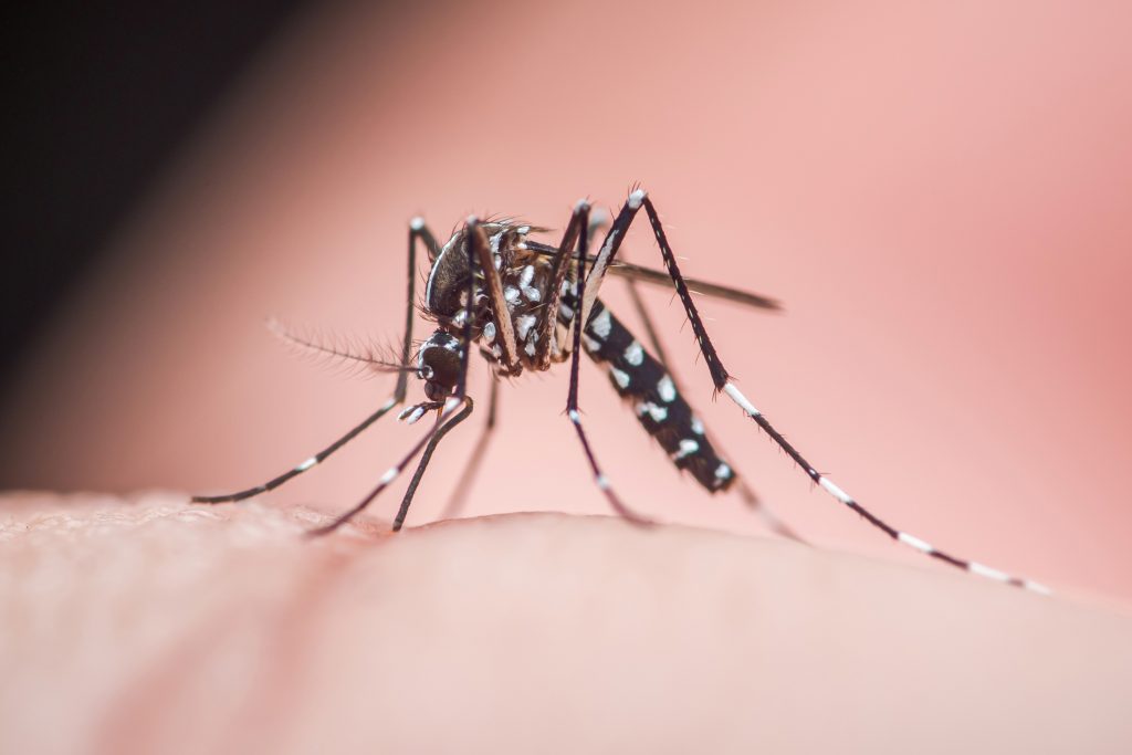 The Asian Tiger Mosquito Is Rewriting California’s Bite Season
