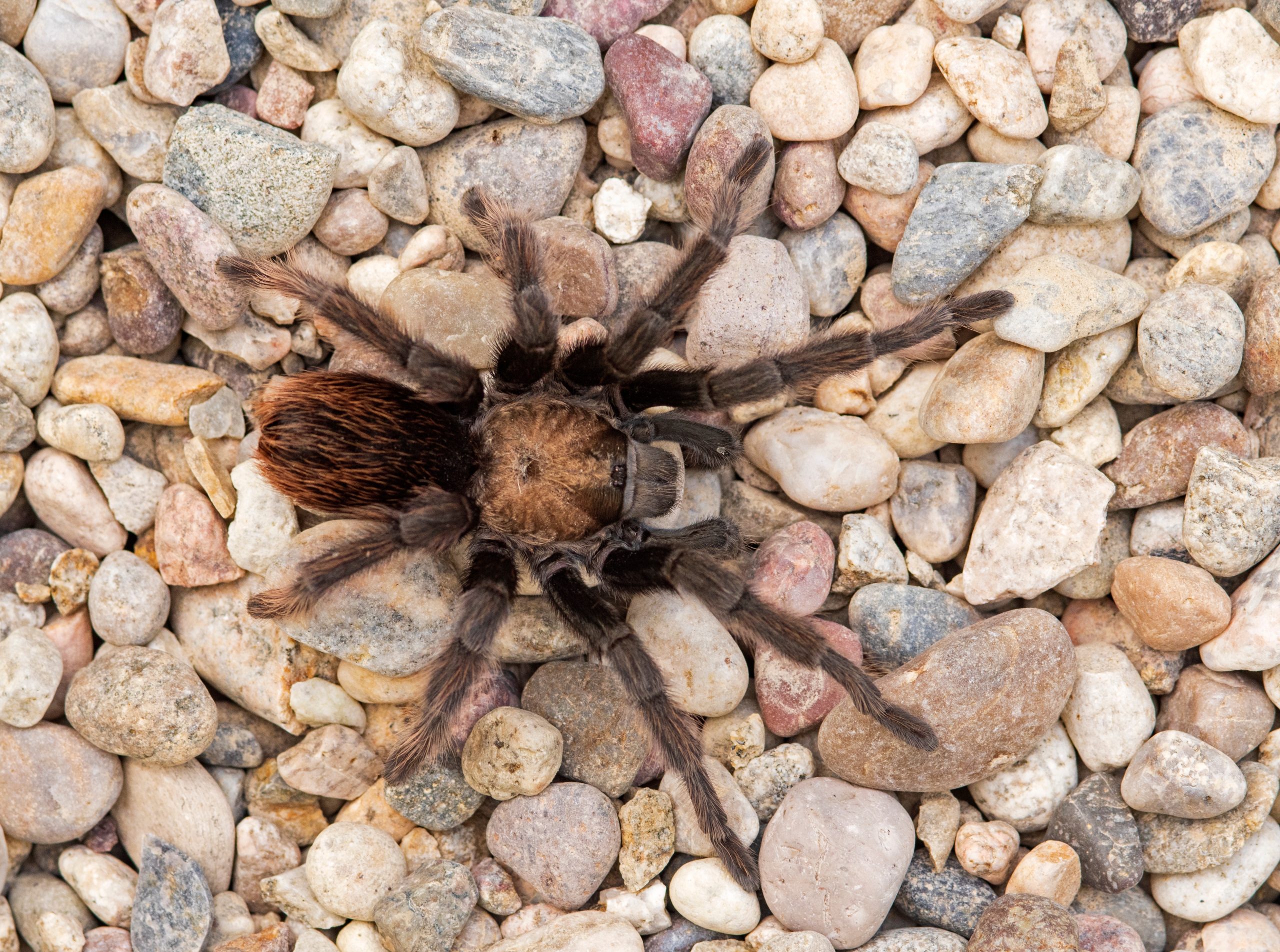 The Biggest Spiders in California and Where They Actually Lurk