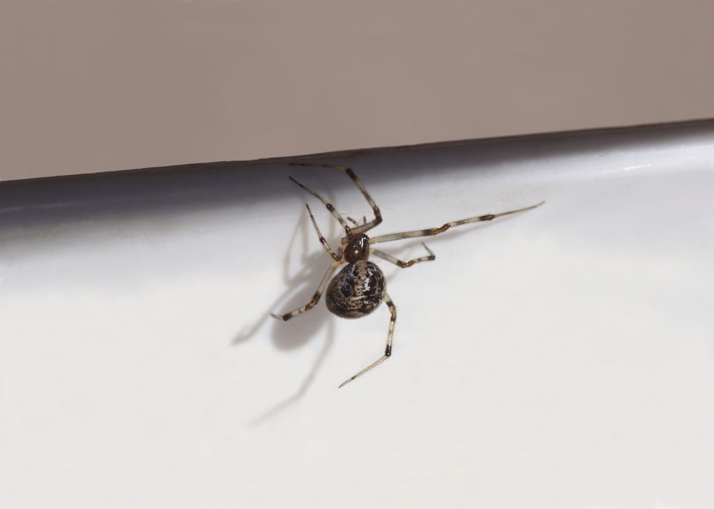 The Common House Spider Rarely Wanders Far From Its First Web