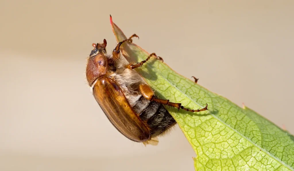 June beetle, ribbed ground beetle, hanging from a leaf