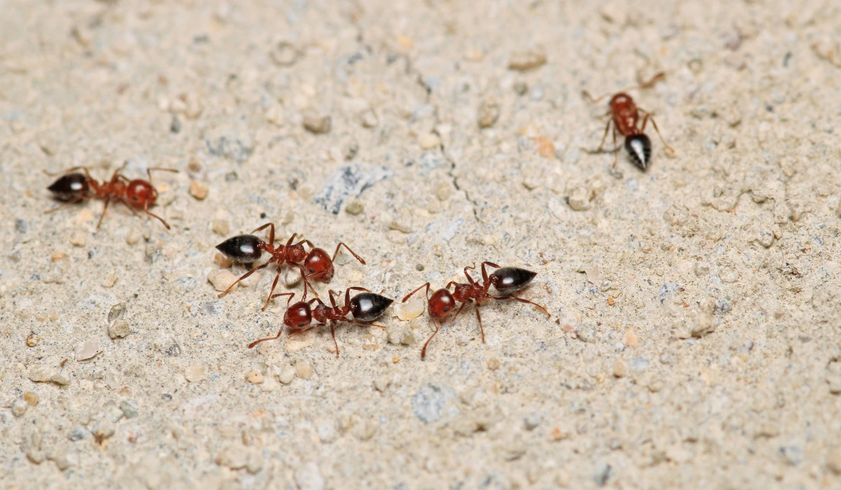 Black carpenter ant macro photo
