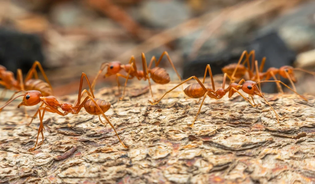 red ant walking action of imported fire ant soldiers